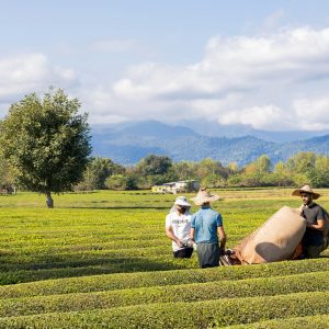 "Legends of Gilan: Tea, Castles & Misty Villages" Day Tour