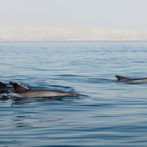 Qeshm Island Water Adventure Tour