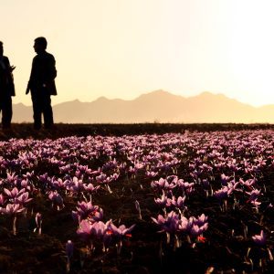 Saffron & Barberry Harvest Experience in Iran
